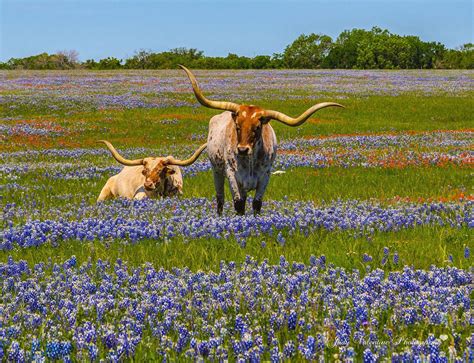 Texas Bluebonnet Festival 2024 Tickets - Sarah Cornelle