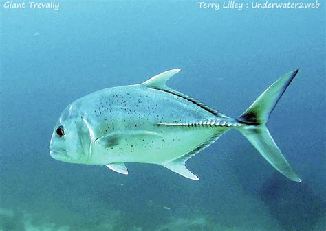 Meet ‘ulua aukea the giant trevally - The Garden Island