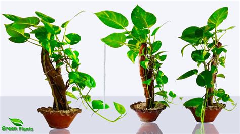 Grow Your Own Plants Indoors - 6 Reasons To Start Your Own Plants From Seed Horticulture - The ...