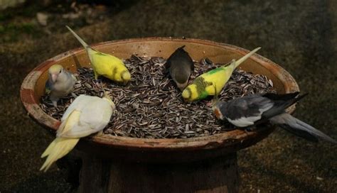 What Seeds Do Birds Eat? Find Out Here!