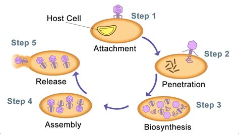 Lytic Cycle Diagram 5 Steps