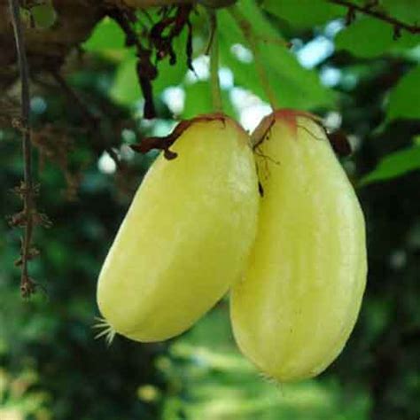 Bilimbi fruit | Nutrition facts-Bilimbi fruit | Health benefits