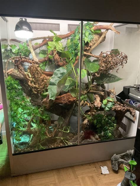 Cornsnake Terrarium setup : r/reptiles