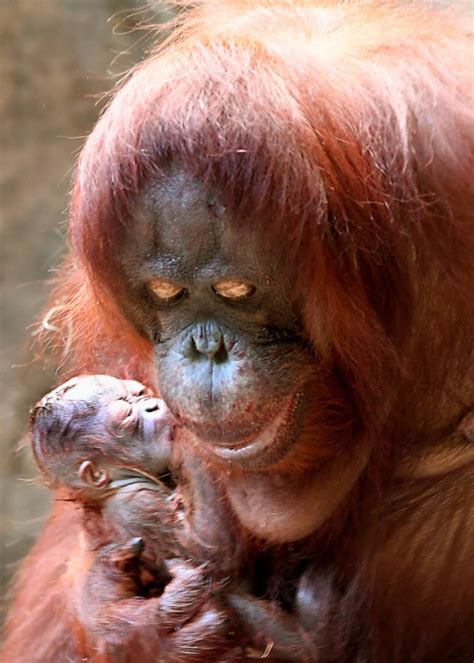 Baby orangutan makes debut in time for Christmas at Brookfield Zoo - Chicago Tribune