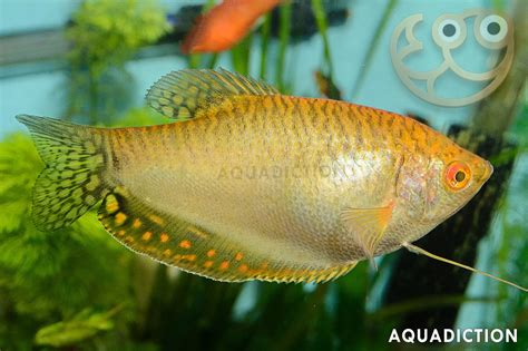 Gold Gourami - Trichogaster trichopterus Fish Profile & Care Guide