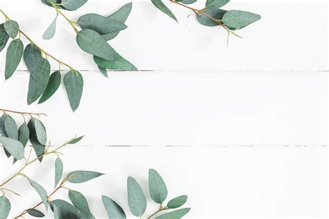 Eucalyptus Leaves On White Background Frame Made Of Eucalyptus Branches Flat Lay, Top View, Copy ...