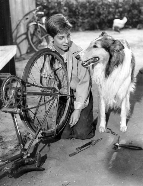 Lassie - Wikipedia