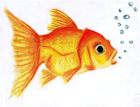 Cute Goldfish by Oil-Bac on DeviantArt