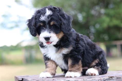 75+ Mini Bernese Mountain Dog Florida Image - Bleumoonproductions