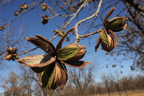 Health Benefits of Pecans - Pecan Trees For Sale - Bareroot & Container