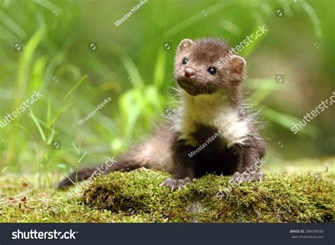 2,268 Baby Weasel Images, Stock Photos & Vectors | Shutterstock