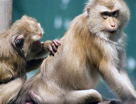 Thailand Wildlife Rescue Centre - The Mighty Roar