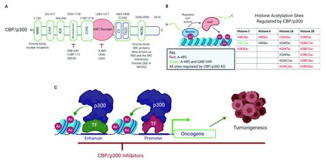 P300 Histone Acetylation