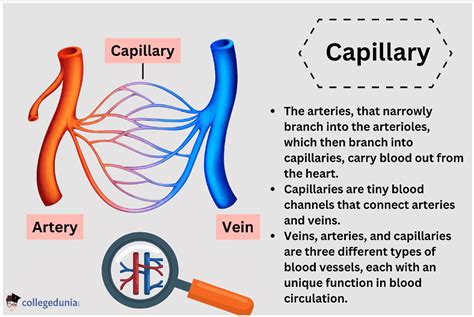 Capillaries: Structure, Types and Disease