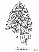 Giant Sequoia Or Redwood coloring page  Free Printable Coloring Pages sketch template