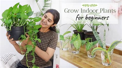 How To Grow Plants Indoors – Epsilonbef