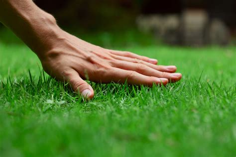 Earth Day Eco-Friendly Lawn Care Tips