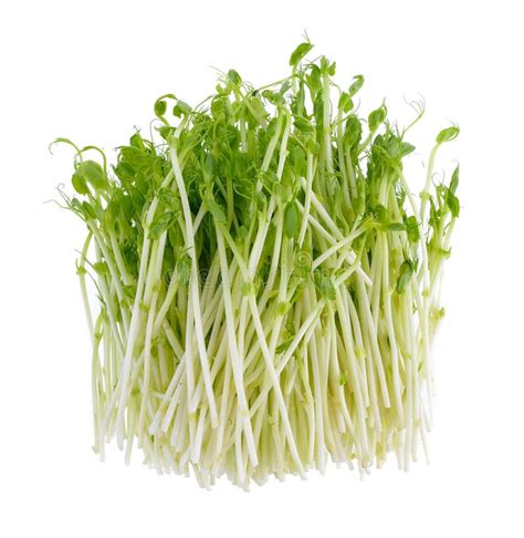 Fresh pea sprouts stock image. Image of erbsenspargelsprossen - 23593459