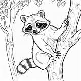 Playful raccoon coloring page Lulu Pages sketch template
