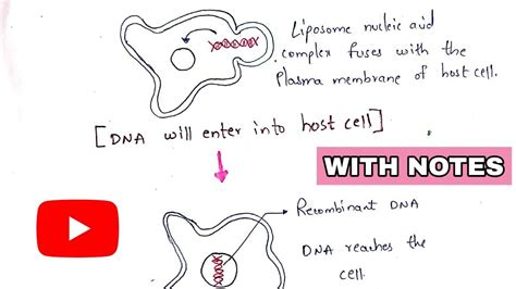 Lipofection | Liposome encapsulation | Transfection | Gene transfer technique | rDNA technology ...