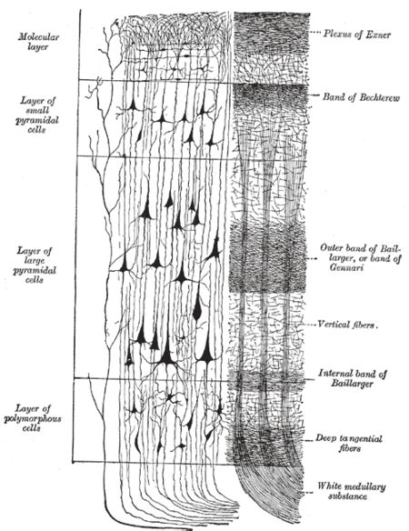 Isocortex und Allocortex – AnthroWiki