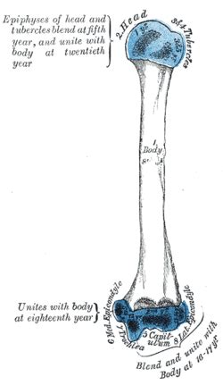 Medial epicondyle of the humerus - Wikipedia