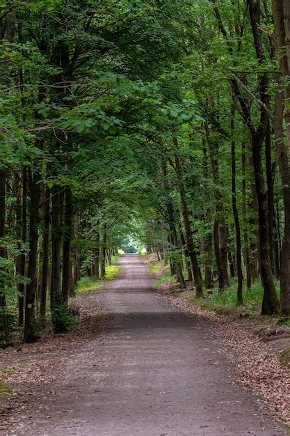 Premium Photo | Walking path in forest forest road