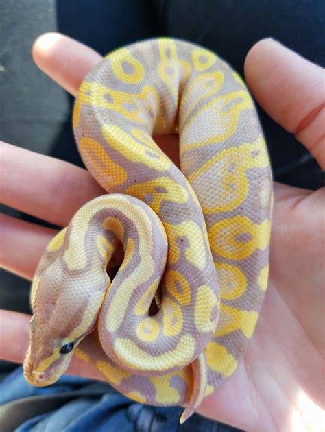 Banana Calico Ball Python | Ball python, Pet snake, Cute snake