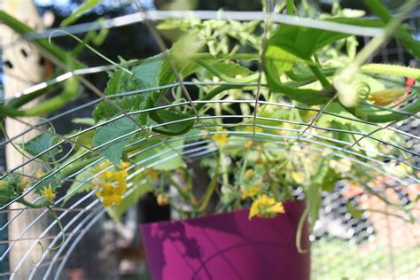 Cucumber on trellis