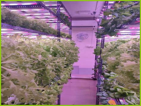 Indoor Hydroponics Farming in India | Types and Setup