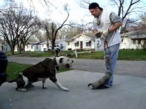 American Bulldog training - YouTube