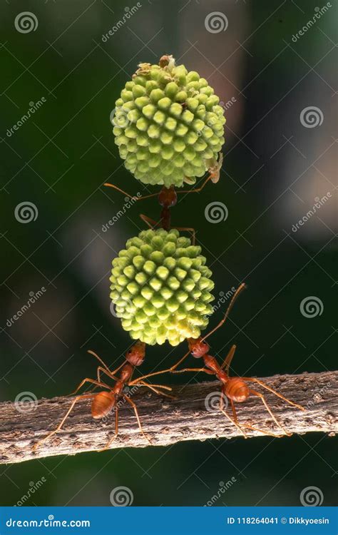 Incredible ants power stock image. Image of seed, bigger - 118264041