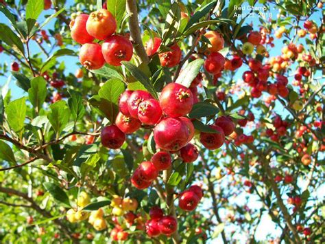 MyFiles\Mayhaw page | Fruit, Apple, Flowers