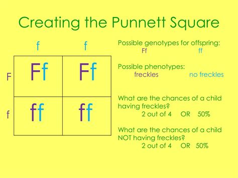 PPT - Punnett Square Notes PowerPoint Presentation, free download - ID ...