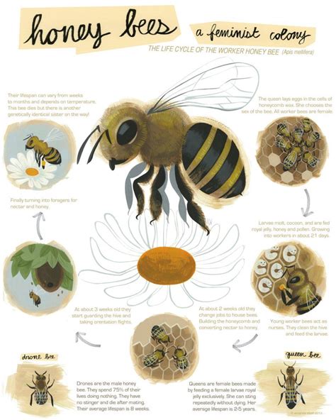 lifecycle | Honey bee, Bee, Honey bee life cycle