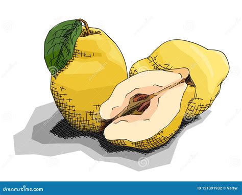 Illustration De Vecteur Des Coings De Fruit De Dessin Illustration de ...