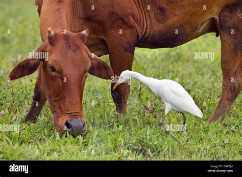 Cattle Egret Bubulcus ibis and Buffalo Stock Photo - Alamy