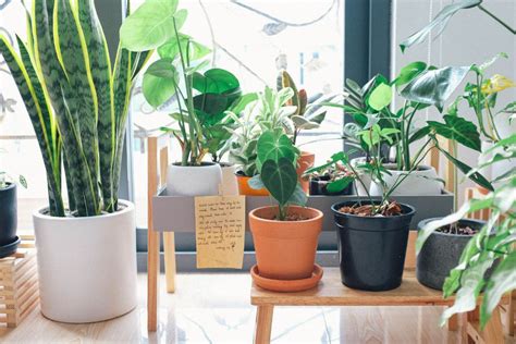 The Best Indoor Plants for Small Spaces - Natural Home Beauty