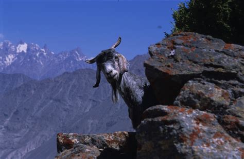 Mountain Goat in Pakistan - David McNamara