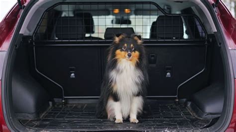 Best Dog Guard Or Barrier For Safe Car Travel