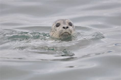 Harbor Seal Facts, Pictures & In-Depth Information. Phoca vitulina