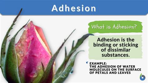 Adhesion - Definition and Examples - Biology Online Dictionary