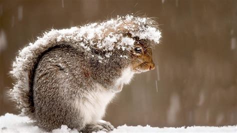 Cute Winter Animal Wallpapers - Top Free Cute Winter Animal Backgrounds - WallpaperAccess