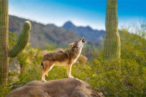 453 Coyote Howling Stock Photos - Free & Royalty-Free Stock Photos from Dreamstime