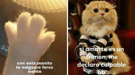 5 memes de gatitos y amor para compartir en WhatsApp | Petlife