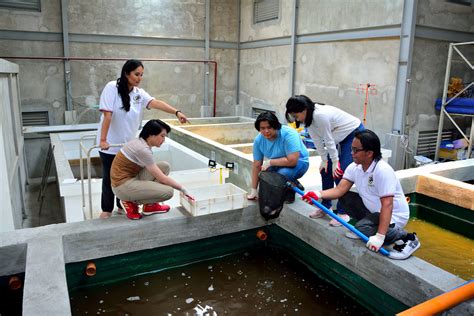 Revolutionizing Philippine fish farming: Aquaculture company grows ...