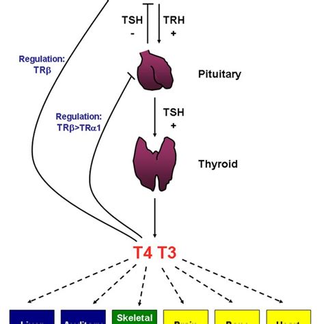 Hypothalamic-pituitary-thyroid (HPT) axis, tissue distribution of TRs ...