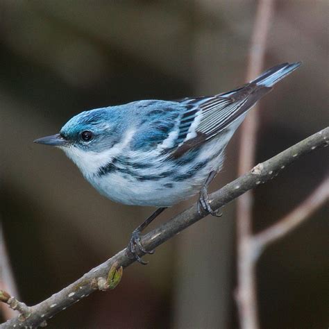 Conservation Coffee Helps Protect America's Cerulean Warbler - Urban Ghosts