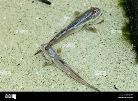 The barred mudskipper (Periophthalmus argentilineatus) or silverlined mudskipper is a species of ...