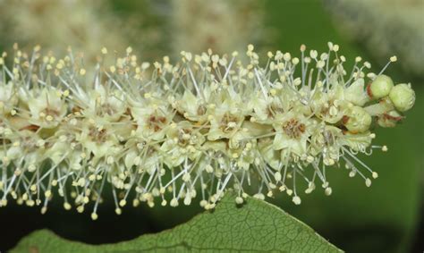 Terminalia arjuna (Roxb. ex DC.) Wight & Arn. | Plants of the World ...